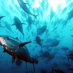 Video girati in Sardegna da Italian Fishing TV